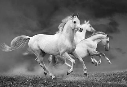Fototapeta Cval bílých koní 24433